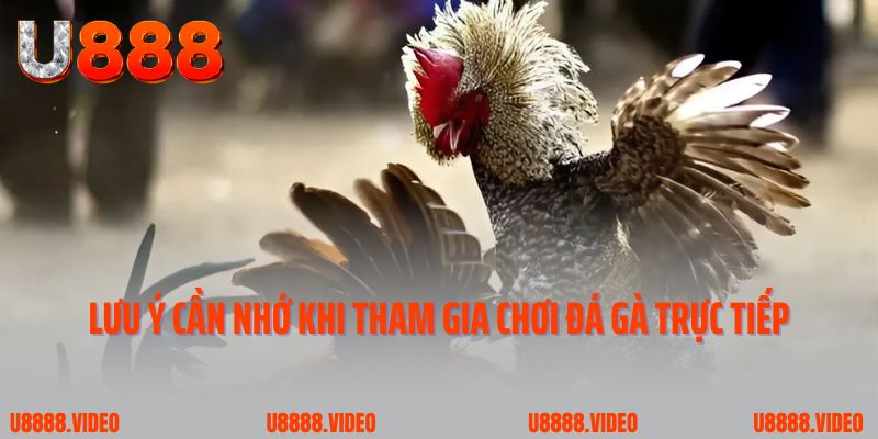 Lưu ý đắt giá cần nhớ khi tham gia chơi đá gà trực tiếp
