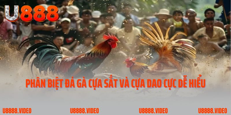 Phân biệt đá gà cựa sắt và cựa dao cực dễ hiểu