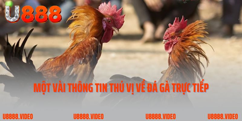 Một vài thông tin thú vị về đá gà trực tiếp